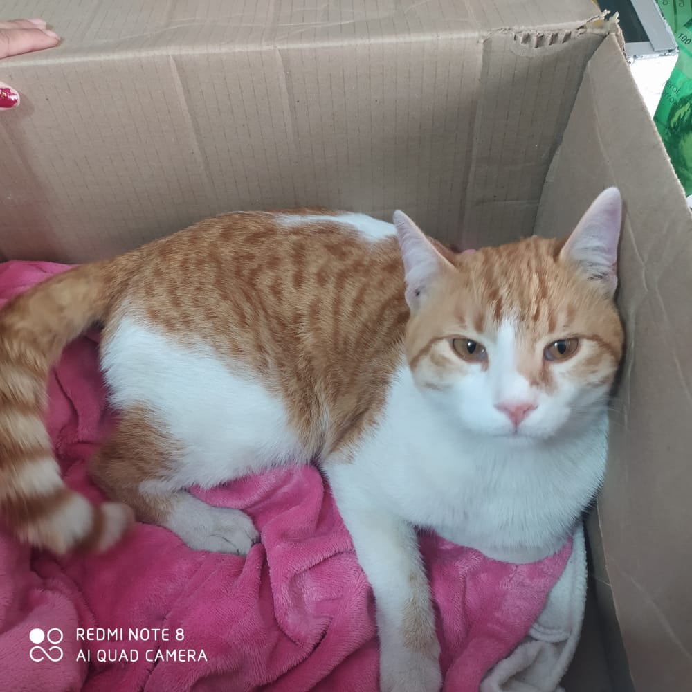 Adopta a Mojito un gato de 1 año